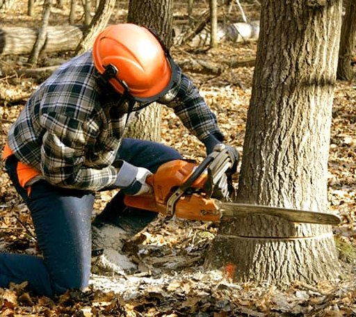 Tree Removal in Fargo, OK